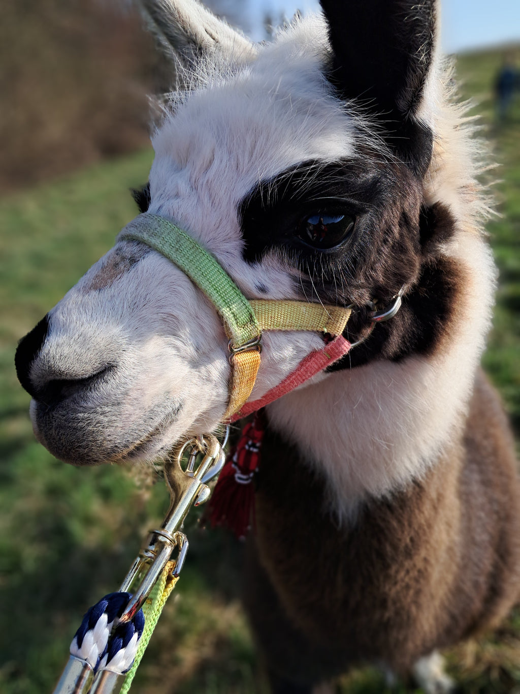 GUTSCHEIN Alpakawanderung 1 Person/ 5 Personen
