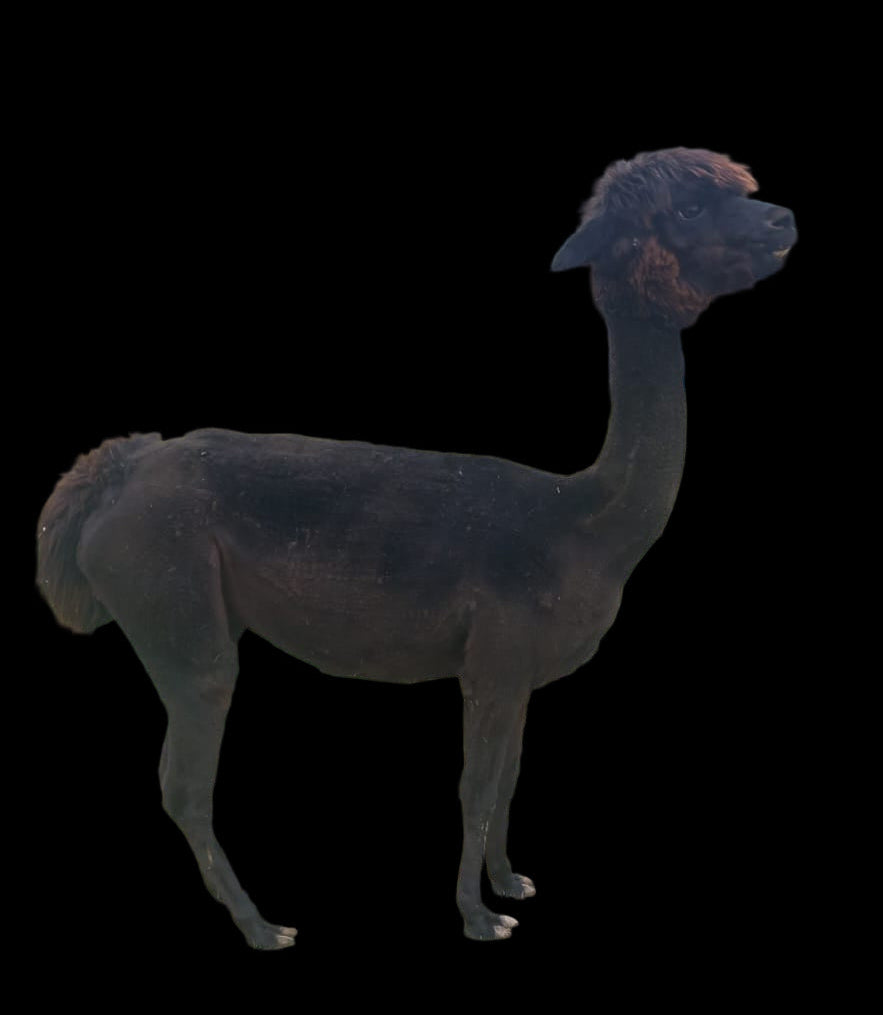 Handgesponnene Alpakawolle "Sally"