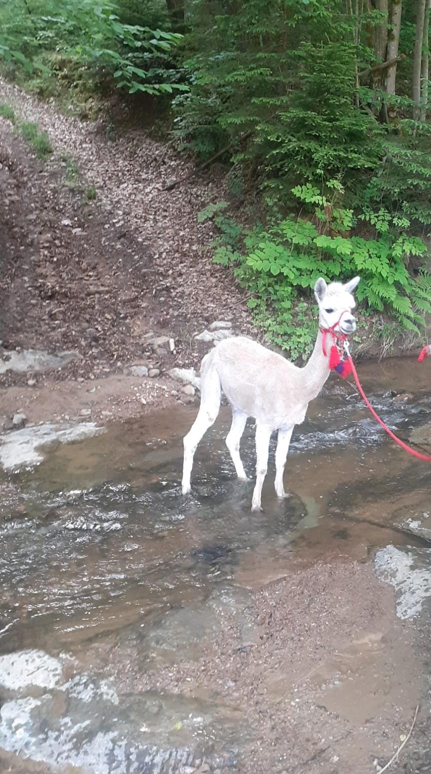 Handgesponnene Alpakawolle "Angel"